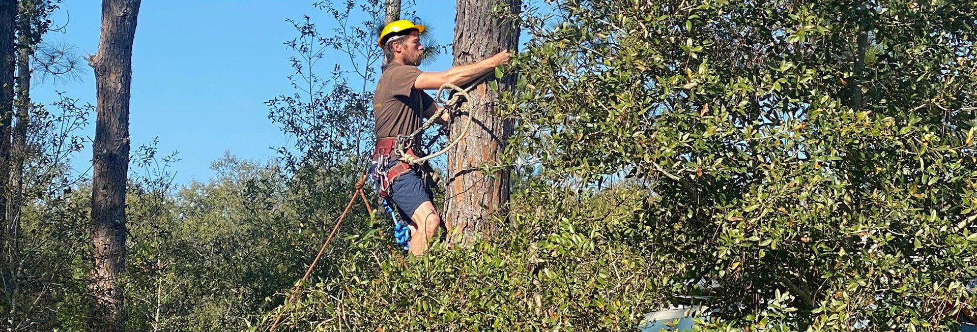 Kalamazoo Tree services